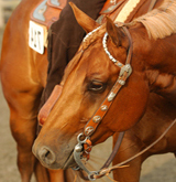 Quarter Horse
